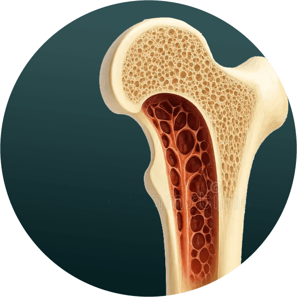 BoneGraft-Allograft.png